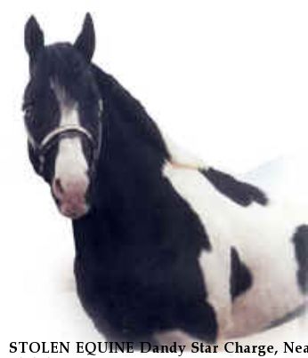 STOLEN EQUINE Dandy Star Charge, Near Shiloh, OH, 99999